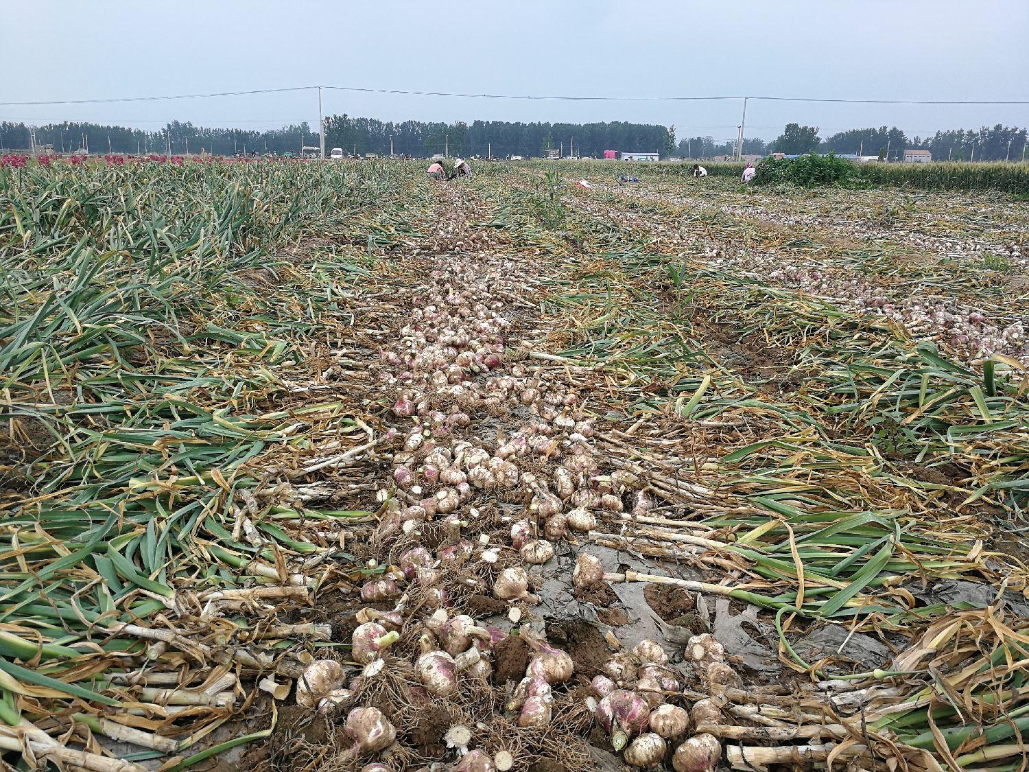 杞县蒜苔价格行情最新分析