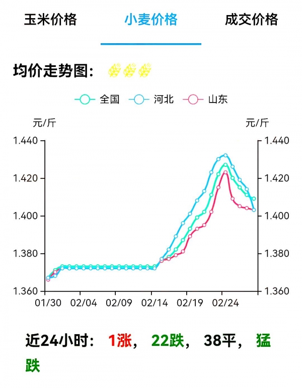 衡水小麦价格最新动态分析