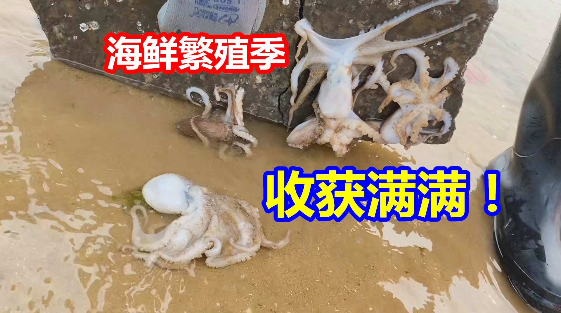 深海探秘，最新抓章鱼工具揭秘