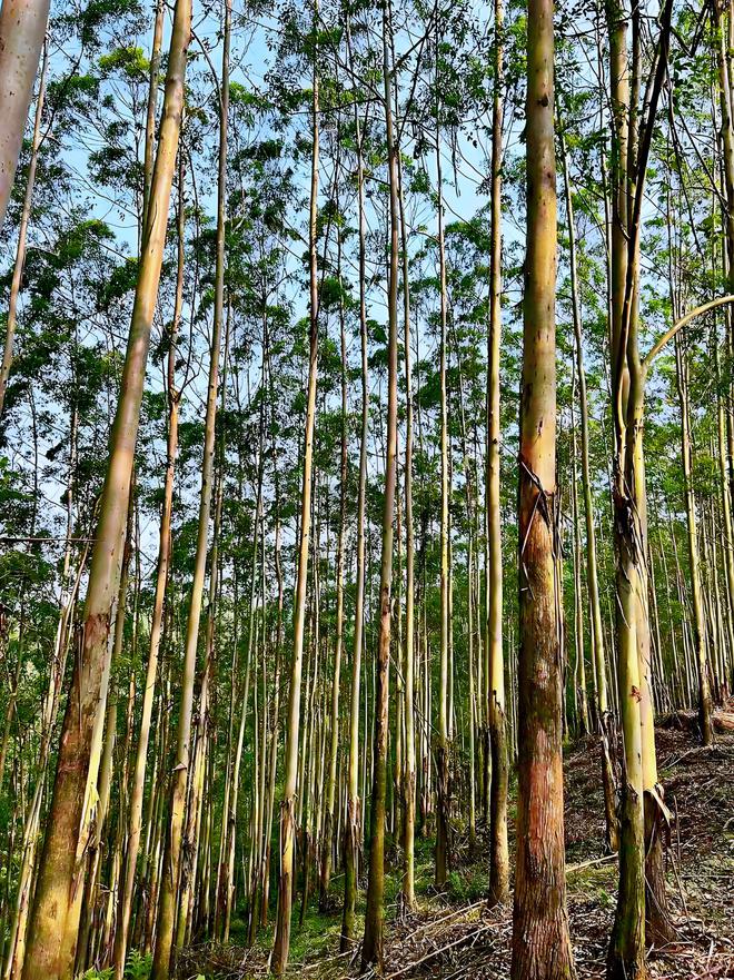 桉树价格最新动态及市场走势与影响因素深度解析