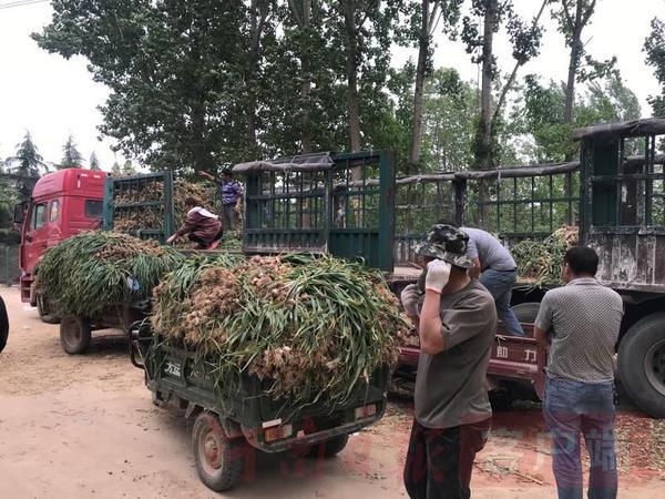 中牟大蒜价格最新行情报告